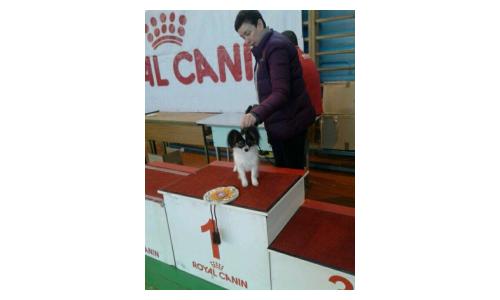 Best of breed kennel Eurasia 1 - 2017!!!