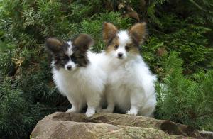 Puppies of papillon in Bon Plaisir Kennel