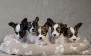 Щенки папийона (папильона) в питомнике Бон Плезир Щенки папийона (папильона) в питомнике Бон Плезир