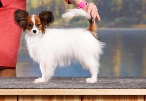 Бон Плезир Жанетта Бон Плезир Жанетта