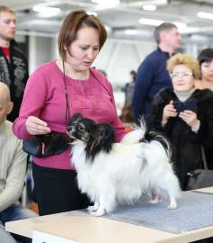 папильон Бон Плезир Ума Берта