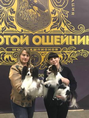 папильоны Милка и Нельсон с Катюшей и Маргошей