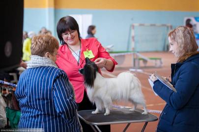 папильон Бон Плезир Ален Бенерис (Джеки)