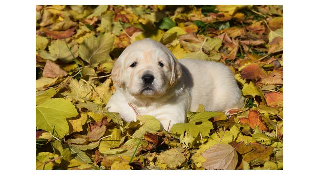 Щенки папийона (папильона) в питомнике Бон Плезир Щенки папийона (папильона) в питомнике Бон Плезир