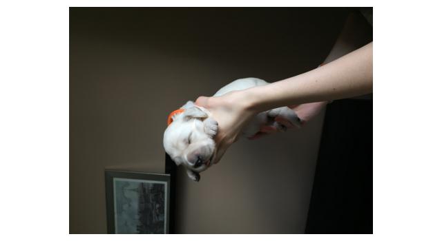 Щенки папийона (папильона) в питомнике Бон Плезир Щенки папийона (папильона) в питомнике Бон Плезир