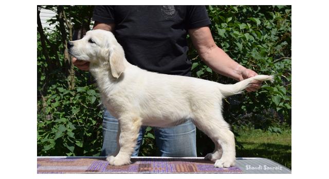 Puppies of papillon in Bon Plaisir Kennel Puppies of papillon in Bon Plaisir Kennel