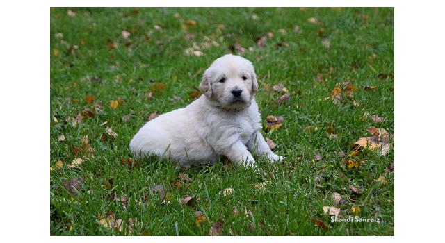 Щенки папийона (папильона) в питомнике Бон Плезир Щенки папийона (папильона) в питомнике Бон Плезир