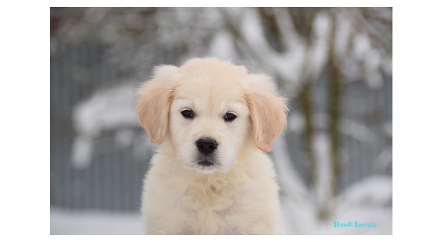 Щенки папийона (папильона) в питомнике Бон Плезир Щенки папийона (папильона) в питомнике Бон Плезир