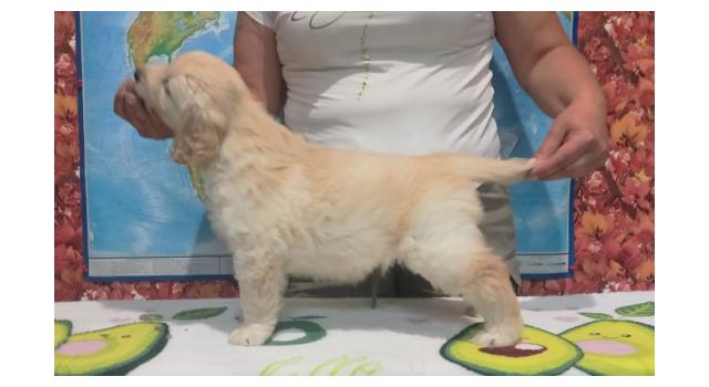 Щенки папийона (папильона) в питомнике Бон Плезир Щенки папийона (папильона) в питомнике Бон Плезир