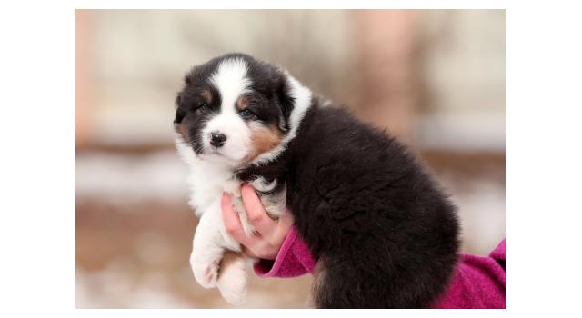 Щенки папийона (папильона) в питомнике Бон Плезир Щенки папийона (папильона) в питомнике Бон Плезир