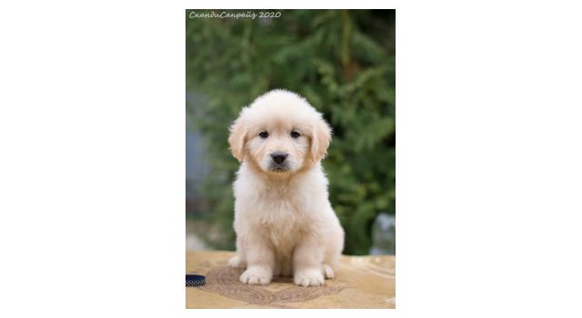 Щенки папийона (папильона) в питомнике Бон Плезир Щенки папийона (папильона) в питомнике Бон Плезир