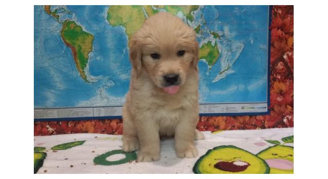 Щенки папийона (папильона) в питомнике Бон Плезир Щенки папийона (папильона) в питомнике Бон Плезир