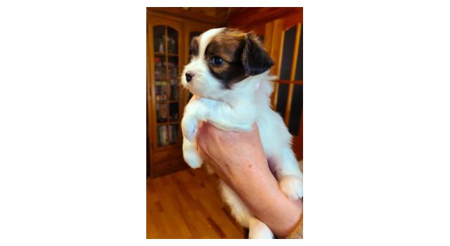 Щенки папийона (папильона) в питомнике Бон Плезир Щенки папийона (папильона) в питомнике Бон Плезир