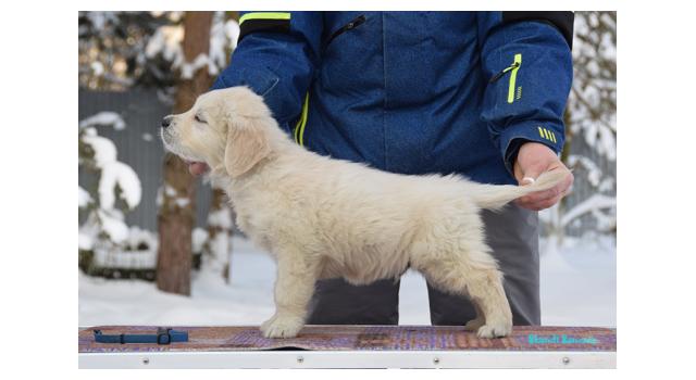Щенки папийона (папильона) в питомнике Бон Плезир Щенки папийона (папильона) в питомнике Бон Плезир