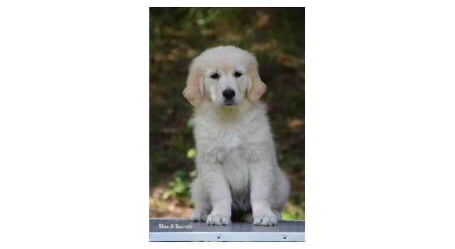 Щенки папийона (папильона) в питомнике Бон Плезир Щенки папийона (папильона) в питомнике Бон Плезир