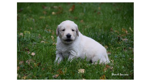 Щенки папийона (папильона) в питомнике Бон Плезир Щенки папийона (папильона) в питомнике Бон Плезир