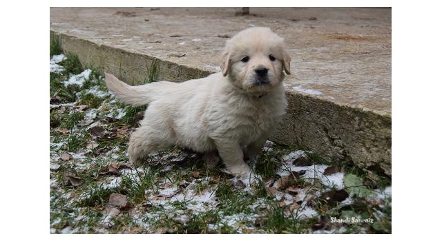 Щенки папийона (папильона) в питомнике Бон Плезир Щенки папийона (папильона) в питомнике Бон Плезир