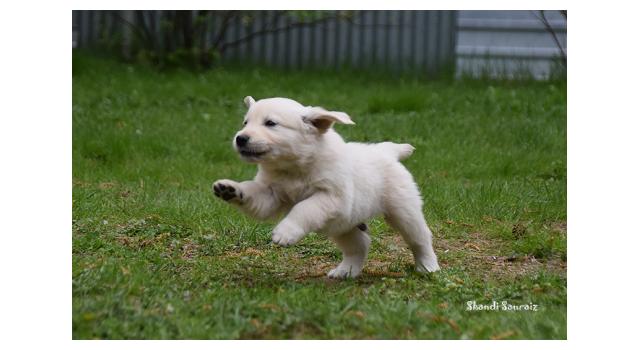 Puppies of papillon in Bon Plaisir Kennel Puppies of papillon in Bon Plaisir Kennel