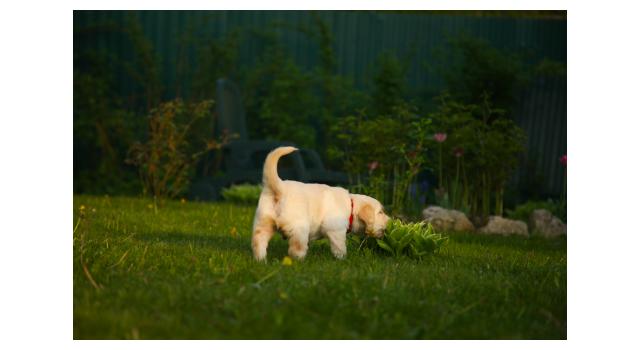 Щенки папийона (папильона) в питомнике Бон Плезир Щенки папийона (папильона) в питомнике Бон Плезир