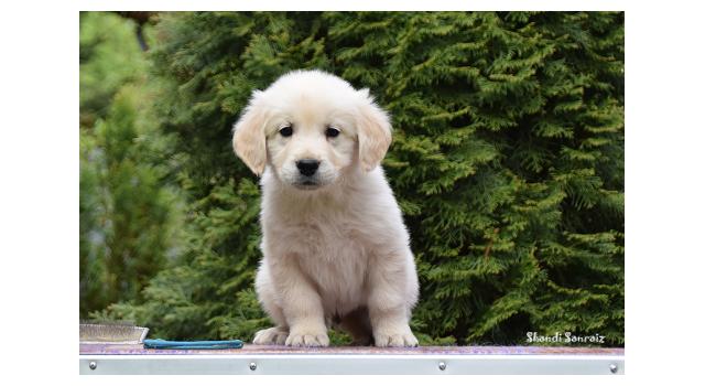 Puppies of papillon in Bon Plaisir Kennel Puppies of papillon in Bon Plaisir Kennel