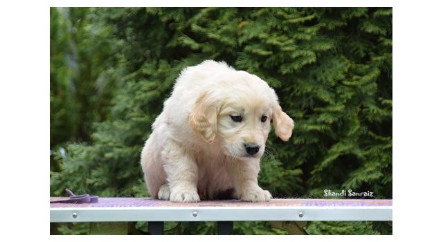 Щенки папийона (папильона) в питомнике Бон Плезир Щенки папийона (папильона) в питомнике Бон Плезир