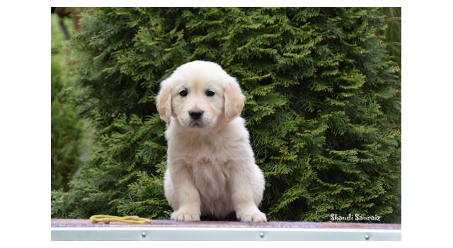 Puppies of papillon in Bon Plaisir Kennel Puppies of papillon in Bon Plaisir Kennel