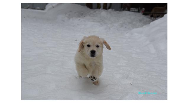 Щенки папийона (папильона) в питомнике Бон Плезир Щенки папийона (папильона) в питомнике Бон Плезир