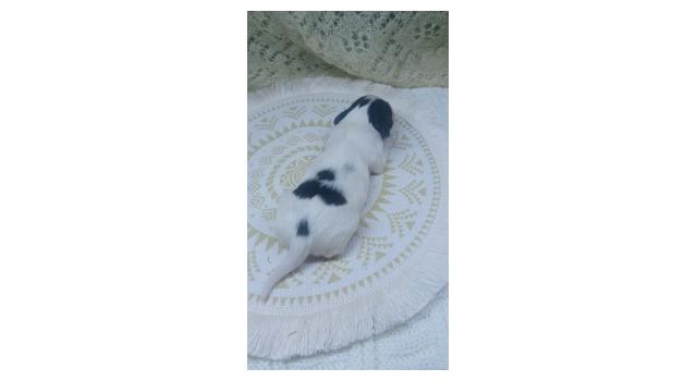 Щенки папийона (папильона) в питомнике Бон Плезир Щенки папийона (папильона) в питомнике Бон Плезир