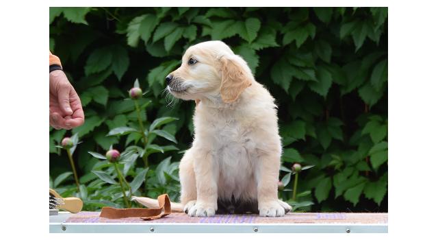 Щенки папийона (папильона) в питомнике Бон Плезир Щенки папийона (папильона) в питомнике Бон Плезир