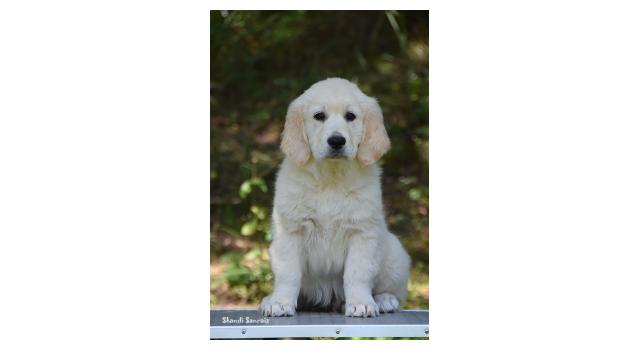 Щенки папийона (папильона) в питомнике Бон Плезир Щенки папийона (папильона) в питомнике Бон Плезир