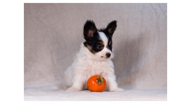 Щенки папийона (папильона) в питомнике Бон Плезир Щенки папийона (папильона) в питомнике Бон Плезир