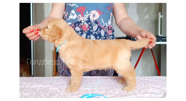 Щенки папийона (папильона) в питомнике Бон Плезир Щенки папийона (папильона) в питомнике Бон Плезир