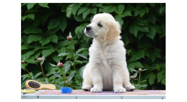 Щенки папийона (папильона) в питомнике Бон Плезир Щенки папийона (папильона) в питомнике Бон Плезир