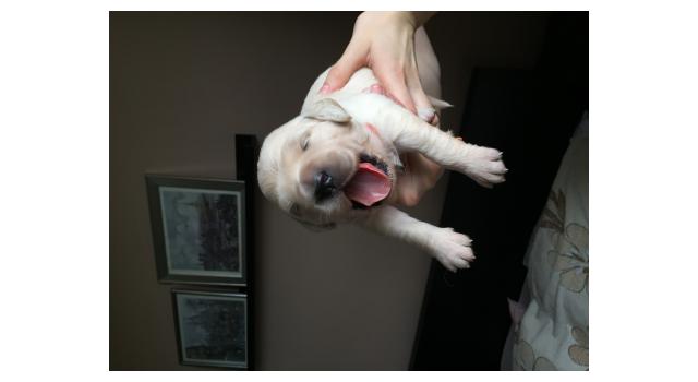 Щенки папийона (папильона) в питомнике Бон Плезир Щенки папийона (папильона) в питомнике Бон Плезир