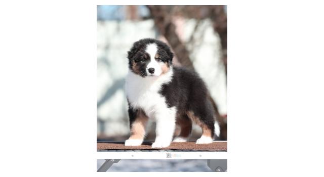 Щенки папийона (папильона) в питомнике Бон Плезир Щенки папийона (папильона) в питомнике Бон Плезир