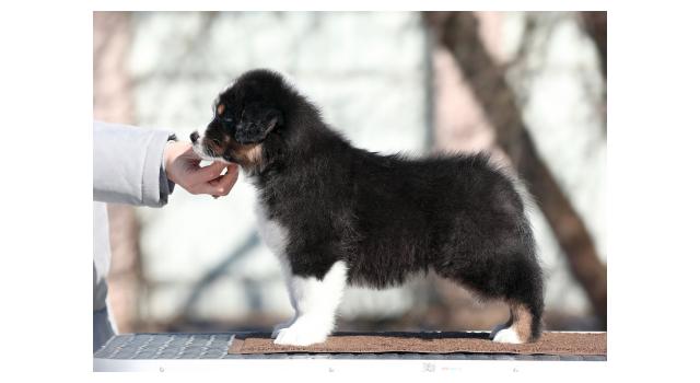 Щенки папийона (папильона) в питомнике Бон Плезир Щенки папийона (папильона) в питомнике Бон Плезир