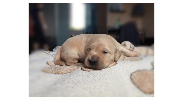 Щенки папийона (папильона) в питомнике Бон Плезир Щенки папийона (папильона) в питомнике Бон Плезир