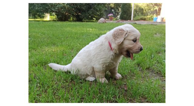 Щенки папийона (папильона) в питомнике Бон Плезир Щенки папийона (папильона) в питомнике Бон Плезир