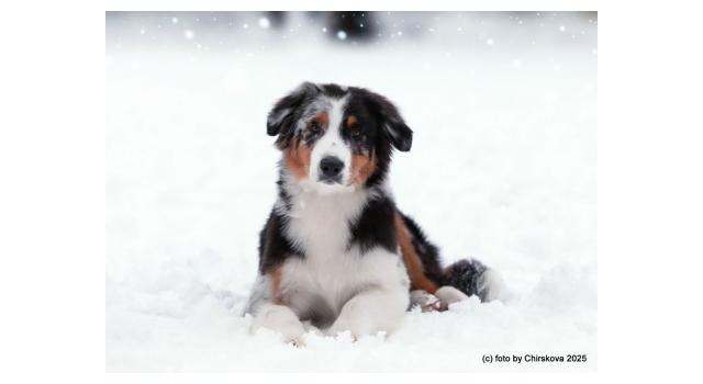 Щенки папийона (папильона) в питомнике Бон Плезир Щенки папийона (папильона) в питомнике Бон Плезир
