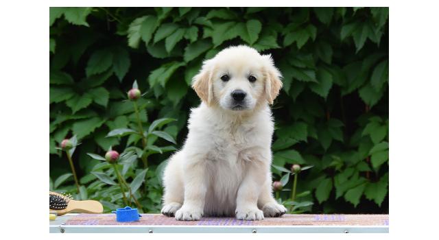 Щенки папийона (папильона) в питомнике Бон Плезир Щенки папийона (папильона) в питомнике Бон Плезир