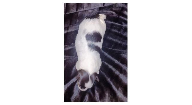 Щенки папийона (папильона) в питомнике Бон Плезир Щенки папийона (папильона) в питомнике Бон Плезир