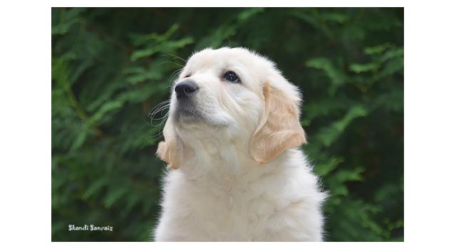 Щенки папийона (папильона) в питомнике Бон Плезир Щенки папийона (папильона) в питомнике Бон Плезир