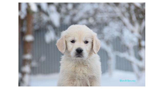 Щенки папийона (папильона) в питомнике Бон Плезир Щенки папийона (папильона) в питомнике Бон Плезир