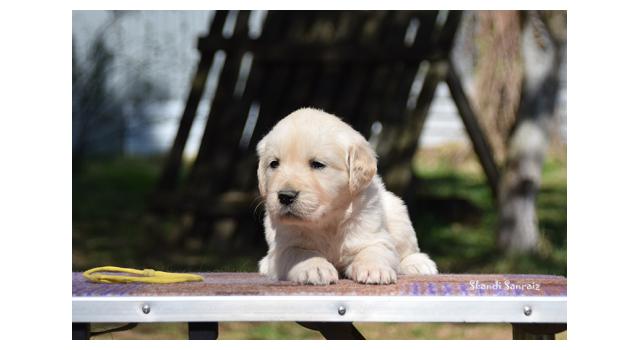 Puppies of papillon in Bon Plaisir Kennel Puppies of papillon in Bon Plaisir Kennel
