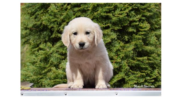 Puppies of papillon in Bon Plaisir Kennel Puppies of papillon in Bon Plaisir Kennel