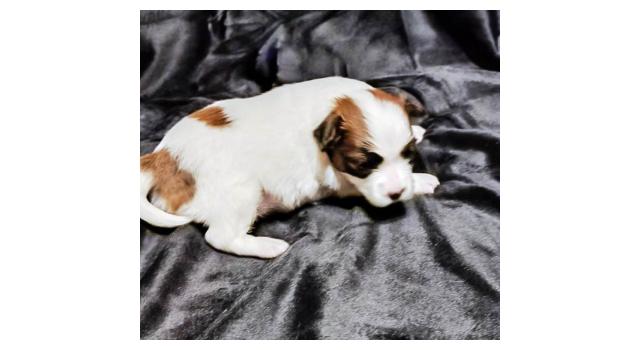 Щенки папийона (папильона) в питомнике Бон Плезир Щенки папийона (папильона) в питомнике Бон Плезир