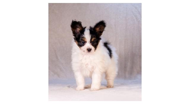 Щенки папийона (папильона) в питомнике Бон Плезир Щенки папийона (папильона) в питомнике Бон Плезир