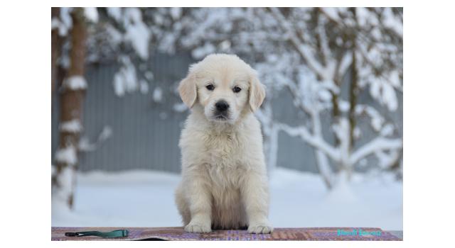 Щенки папийона (папильона) в питомнике Бон Плезир Щенки папийона (папильона) в питомнике Бон Плезир