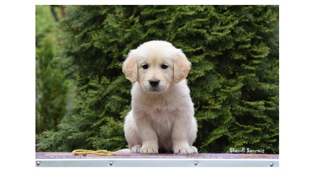 Puppies of papillon in Bon Plaisir Kennel Puppies of papillon in Bon Plaisir Kennel