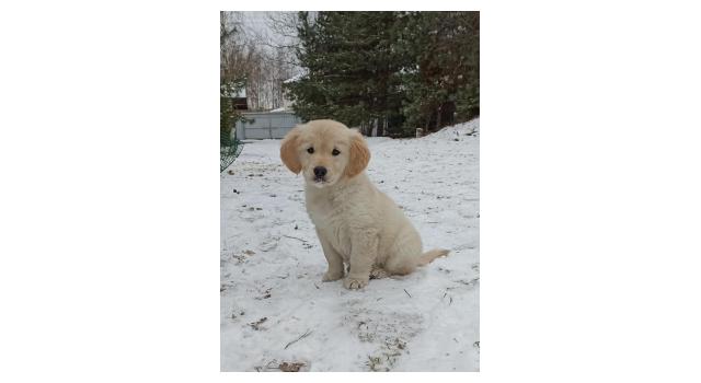Щенки папийона (папильона) в питомнике Бон Плезир Щенки папийона (папильона) в питомнике Бон Плезир